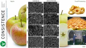 SEM images of freeze dried apple tissue. Drying Technology 35:10, 1204-1213.