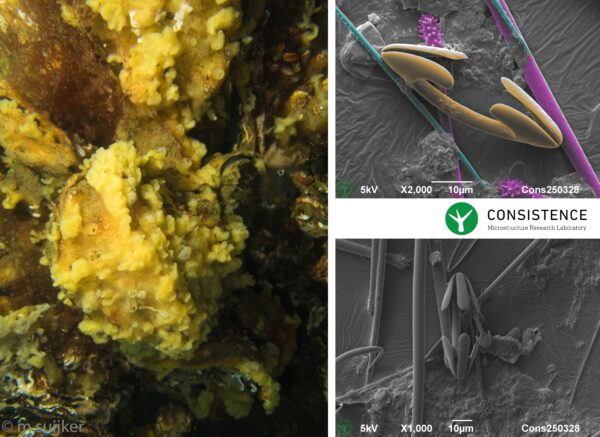 Read more about the article Gele wratspons (Celtodoryx ciocalyptoides)