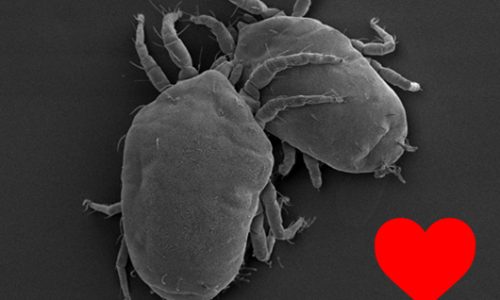 Scanning Electron Microscopy (SEM) image of two mites. Consistence Microstructure Research Laboratory.