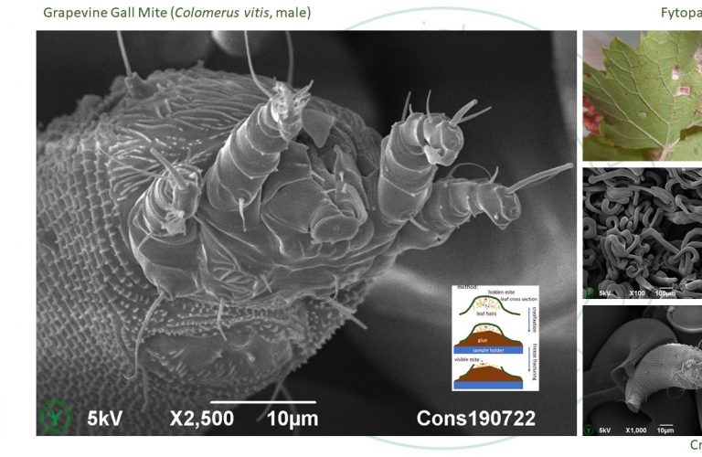 Cryo-SEM imaging of grapevine gall mite, (Colomerus vitis), hidden in leaf gall of grape vine (Vitis vinifera). Photos and drawing by Jaap Nijsse, www.Consistence.nl