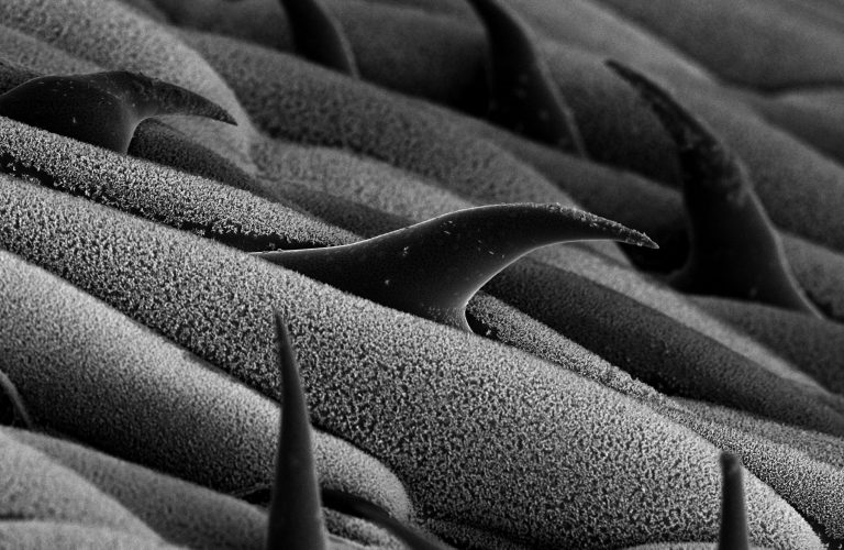 Cryo-SEM image of grass leaf surface. Image width is 130 µm. Photo by Jaap Nijsse, Consistence Microstructure Research Laboratory.