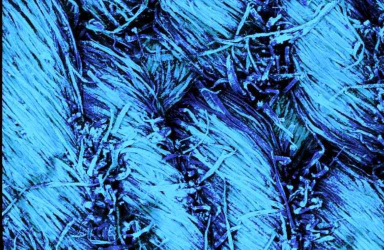 Confocal Microscopy image of worn jeans textile. Denim. Autofluorescence signal, 3D projection. Photo by Paul Nijsse, www.Consistence.nl