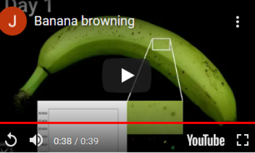 banana browning
